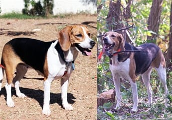 beagle-and-foxhound
